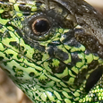 Lacerta agilis